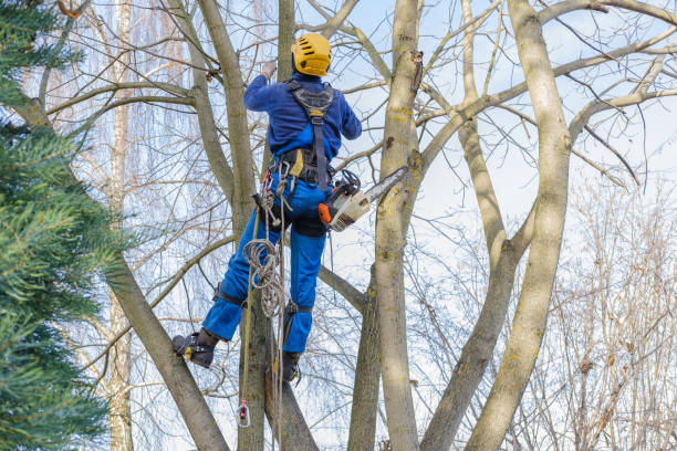 Best Hazardous Tree Removal  in Duquesne, MO